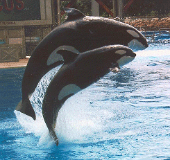 Katina and Shamu